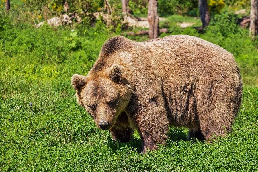 Ο ασύλληπτος τρόπος διαφυγής αρκούδας που εγκλωβίστηκε σε αυτοκίνητο - ΒΙΝΤΕΟ