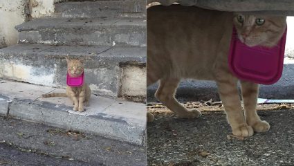Τάπερ σφήνωσε σε κεφάλι γάτου στη Φιλοθέη! Τάπερ σφήνωσε σε κεφάλι γάτου στη Φιλοθέη!