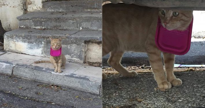 Τάπερ σφήνωσε σε κεφάλι γάτου στη Φιλοθέη!