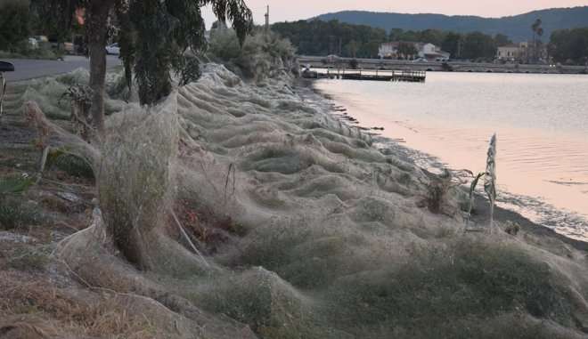 Ιστός αράχνης σκέπασε 300 μέτρα βλάστησης στο Αιτωλικό! - ΦΩΤΟ