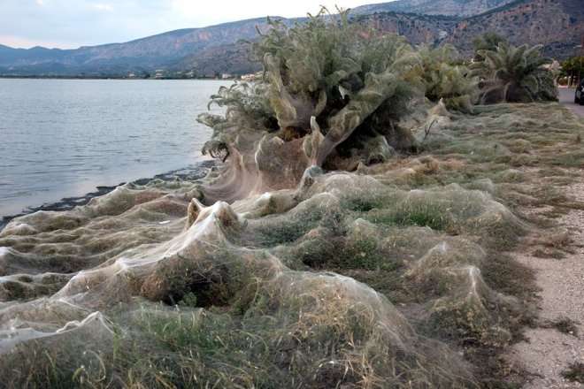 Ιστός αράχνης σκέπασε 300 μέτρα βλάστησης στο Αιτωλικό! - ΦΩΤΟ