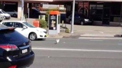 Μια κότα προσπαθεί να διασχίσει λεωφόρο! – ΒΙΝΤΕΟ Μια κότα προσπαθεί να διασχίσει λεωφόρο! – ΒΙΝΤΕΟ