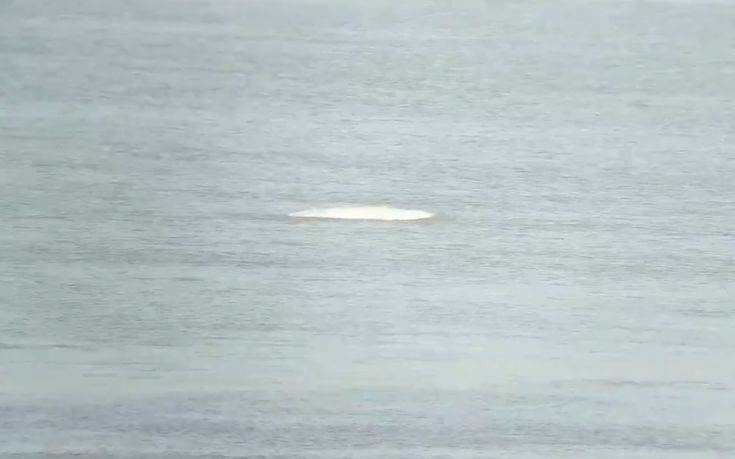 Πρωτοφανές: Λευκή φάλαινα στον Τάμεση!