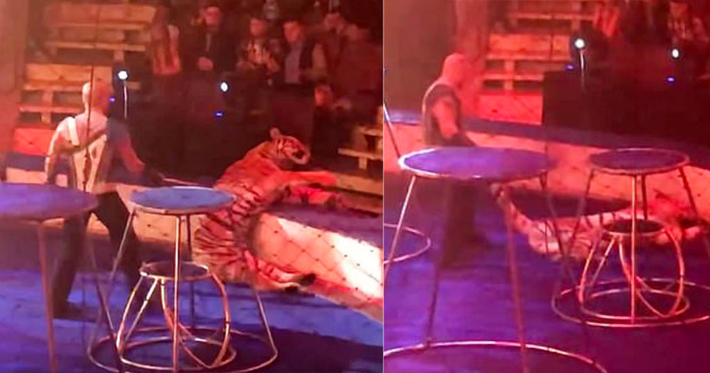 Τίγρης σε τσίρκο κατέρρευσε στη διάρκεια παράστασης (ΒΙΝΤΕΟ)