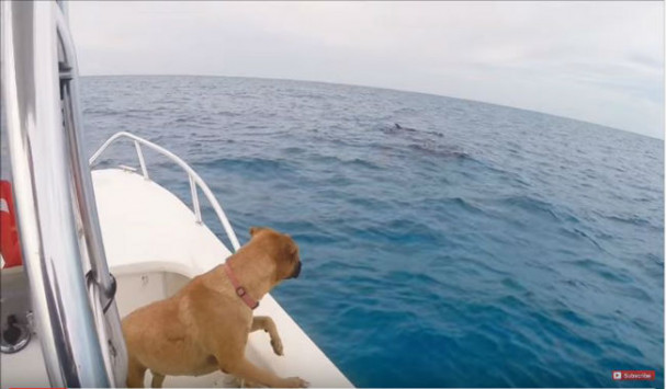 Bίντεο: Σκυλίτσα είδε για πρώτη φορά δελφίνια και η αντίδρασή της έγινε viral