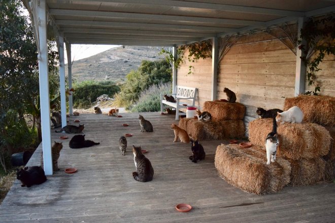 Μισθός 500 ευρώ για να ταΐζεις... γάτες στην Σύρο!