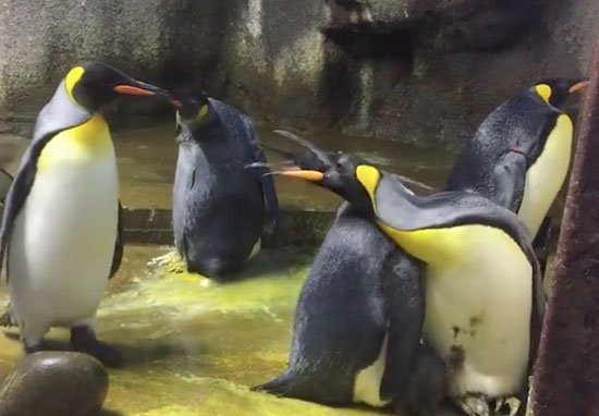 Ομοφυλόφιλοι πιγκουίνοι απήγαγαν μωρό!