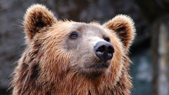 Πρόσωπο με πρόσωπο με… αρκούδα ήρθε γυναίκα βοσκός, στα Τρίκαλα!