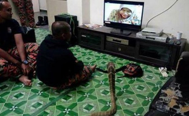 Ταϊλανδός παντρεύτηκε φίδι!