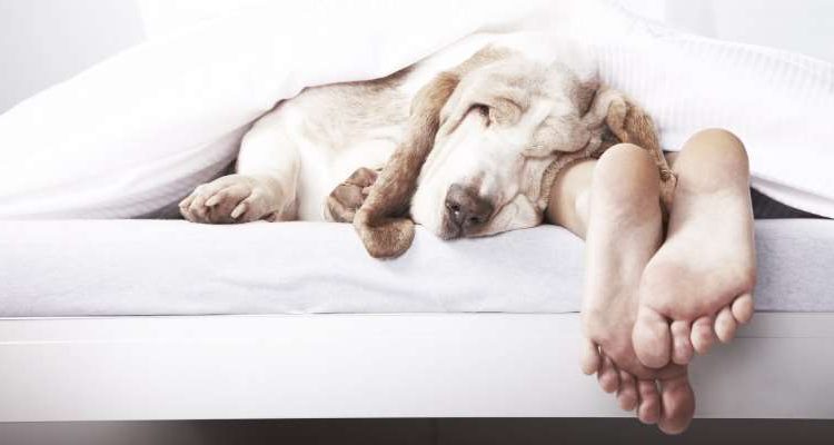 Τα οφέλη του να κοιμάστε με τον σκύλο σας