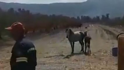 Μαζική κινητοποίηση για απεγκλωβισμό πουλαριού (ΒΙΝΤΕΟ) Μαζική κινητοποίηση για απεγκλωβισμό πουλαριού (ΒΙΝΤΕΟ)