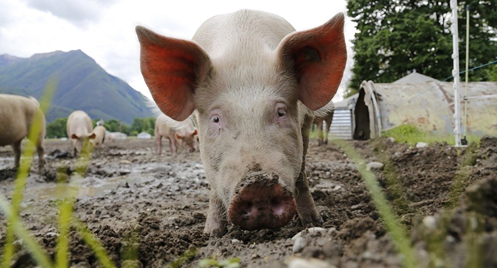 Γουρούνι σκότωσε αγρότη στην Κίνα