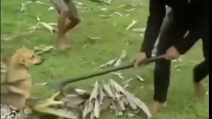 Παιδιά παλεύουν με βόα για να σώσουν το σκυλάκι τους (ΒΙΝΤΕΟ) Παιδιά παλεύουν με βόα για να σώσουν το σκυλάκι τους (ΒΙΝΤΕΟ)