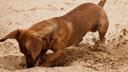 Γι΄ αυτό τα σκυλιά τρελαίνονται να σκάβουν τρύπες! Γι΄ αυτό τα σκυλιά τρελαίνονται να σκάβουν τρύπες!
