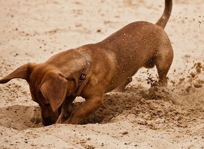 Γι΄ αυτό τα σκυλιά τρελαίνονται να σκάβουν τρύπες!