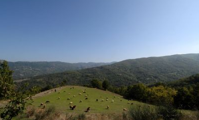 Τραγική κατάληξη για τον επί 24 ημέρες αγνοούμενο βοσκό Τραγική κατάληξη για τον επί 24 ημέρες αγνοούμενο βοσκό