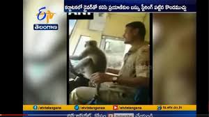 Μαϊμού οδηγούσε λεωφορείο στην Ινδία (ΒΙΝΤΕΟ)