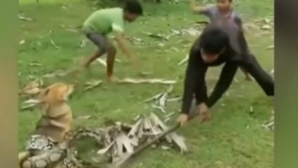Μικρά παιδιά παλεύουν με έναν πύθωνα για να σώσουν ένα σκυλάκι (ΒΙΝΤΕΟ) Μικρά παιδιά παλεύουν με έναν πύθωνα για να σώσουν ένα σκυλάκι (ΒΙΝΤΕΟ)