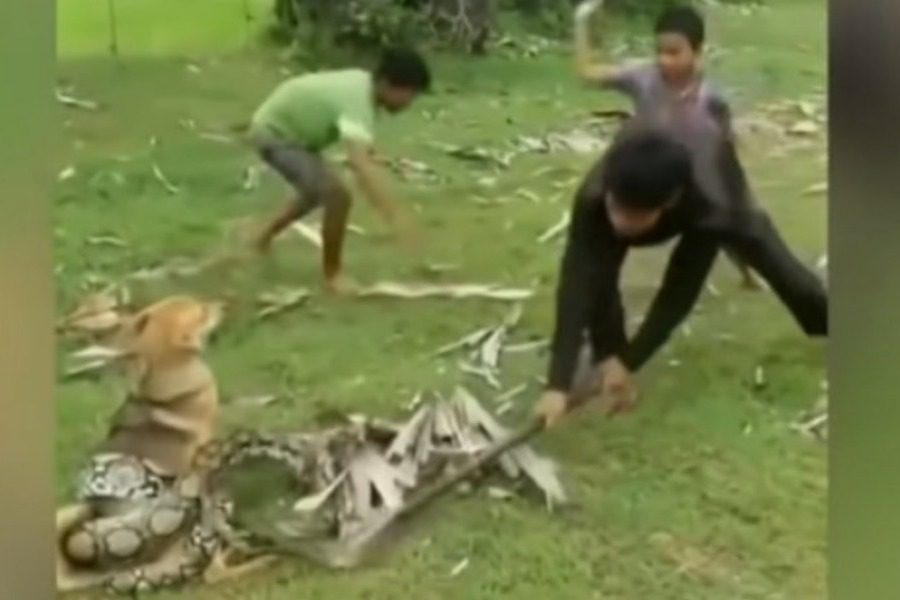 Μικρά παιδιά παλεύουν με έναν πύθωνα για να σώσουν ένα σκυλάκι (ΒΙΝΤΕΟ)