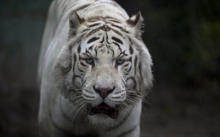 Λευκή τίγρης κατασπάραξε φύλακα ζωολογικού κήπου!