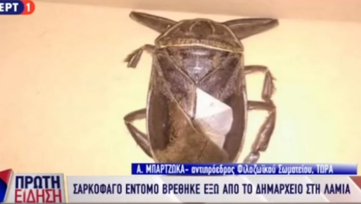 Αυτό είναι το παράξενο σκαρκοφάγο έντομο που βρέθηκε στη Λαμία - ΒΙΝΤΕΟ Αυτό είναι το παράξενο σκαρκοφάγο έντομο που βρέθηκε στη Λαμία - ΒΙΝΤΕΟ