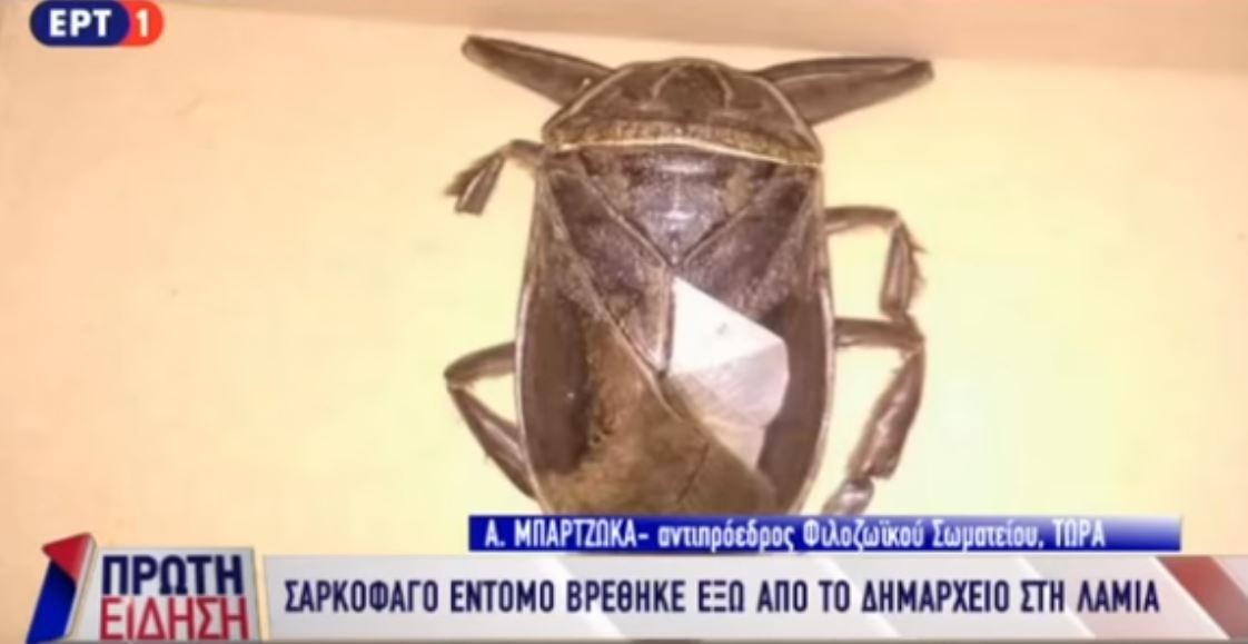 Αυτό είναι το παράξενο σκαρκοφάγο έντομο που βρέθηκε στη Λαμία - ΒΙΝΤΕΟ