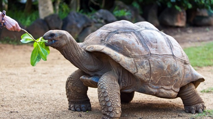 Έκλεψαν χελώνες από τα Νησιά Γκαλαπάγκος