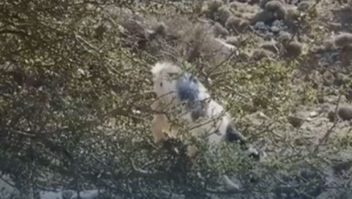 H Κρητικιά... κατσίκα - κομάντο που θα σας αφήσει άφωνους (ΒΙΝΤΕΟ) H Κρητικιά... κατσίκα - κομάντο που θα σας αφήσει άφωνους (ΒΙΝΤΕΟ)