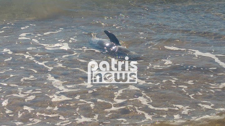 Διάσωση δελφινιού σε παραλία του Πύργου (ΒΙΝΤΕΟ)