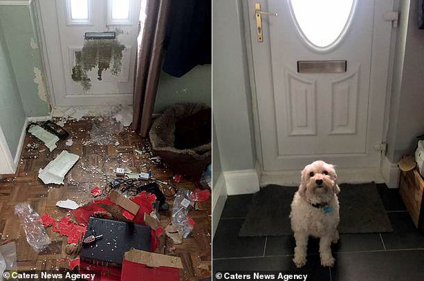 Σκύλος έμεινε μόνος στο σπίτι για 3 ώρες και έκανε ζημιές... 2.000 ευρώ!
