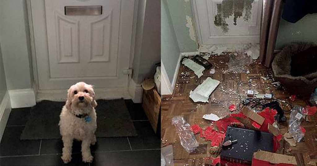 Σκύλος έμεινε μόνος στο σπίτι για 3 ώρες και έκανε ζημιές... 2.000 ευρώ!