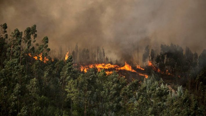 Τρίκαλα: Κάηκε ζωντανός στο περιβόλι του Τρίκαλα: Κάηκε ζωντανός στο περιβόλι του