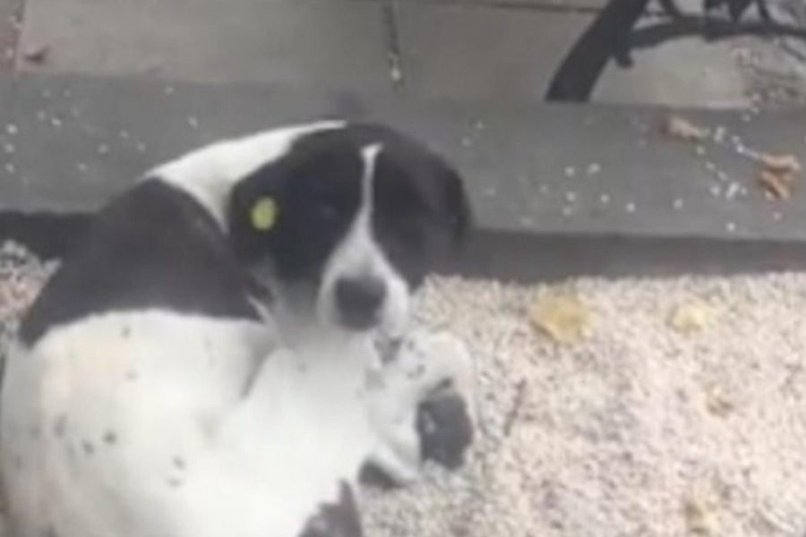 Το βίντεο που θα σε κάνει να λυγίσεις! Η στιγμή που ένας ιδιοκτήτης βρίσκει τον σκύλο του μετά από τρια χρόνια