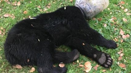 Αρκουδάκι έζησε τρεις μέρες με το κεφάλι σφηνωμένο σε πλαστικό δοχείο Αρκουδάκι έζησε τρεις μέρες με το κεφάλι σφηνωμένο σε πλαστικό δοχείο
