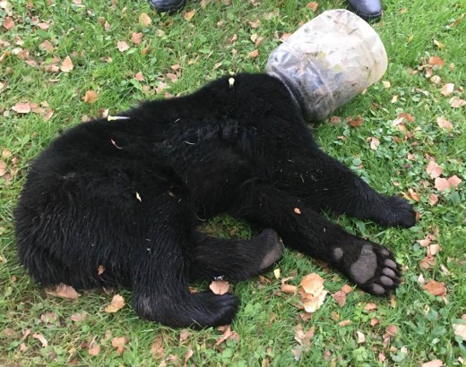 Αρκουδάκι έζησε τρεις μέρες με το κεφάλι σφηνωμένο σε πλαστικό δοχείο