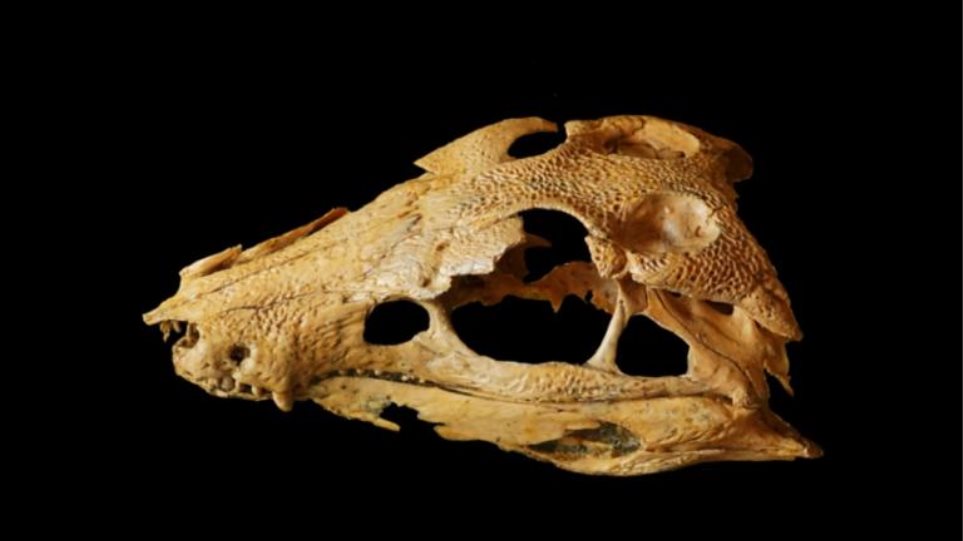 Πουλί είχε φάει οστά Νεάντερταλ πριν από 115.000 έτη!