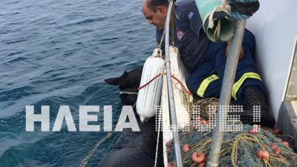 Ψαράς έσωσε άλογο που κολυμπούσε για μέρες στη θάλασσα! (ΒΙΝΤΕΟ) Ψαράς έσωσε άλογο που κολυμπούσε για μέρες στη θάλασσα! (ΒΙΝΤΕΟ)