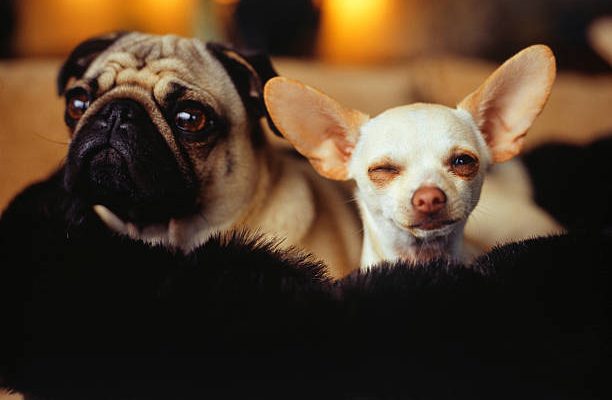 Γιατί τα σκυλιά έχουν αυτιά διαφορετικού σχήματος;