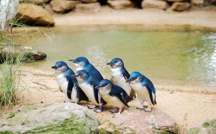 Έρευνα για τον θάνατο 60 πιγκουίνων στην Αυστραλία