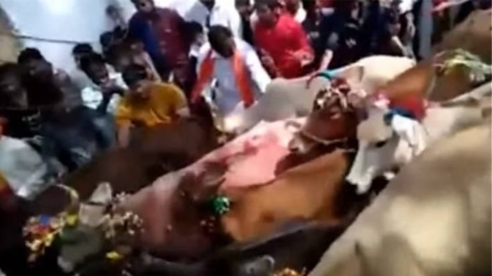 Απίστευτο έθιμο στην Ινδία: Ποδοπατούνται από αγελάδες για... γούρι! (ΒΙΝΤΕΟ)