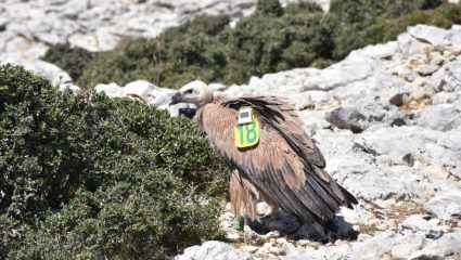 «Αλέξης», ο γύπας που ταξίδεψε χιλιόμετρα με το γενετικό του GPS «Αλέξης», ο γύπας που ταξίδεψε χιλιόμετρα με το γενετικό του GPS