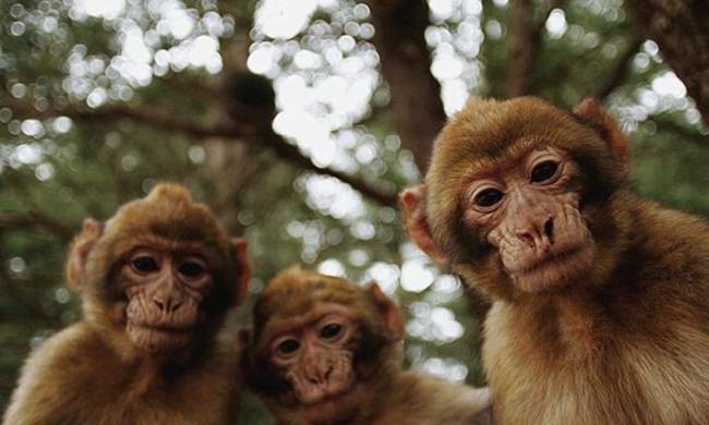 Απίστευτο: Μαϊμούδες σκότωσαν με τούβλα 72χρονο!