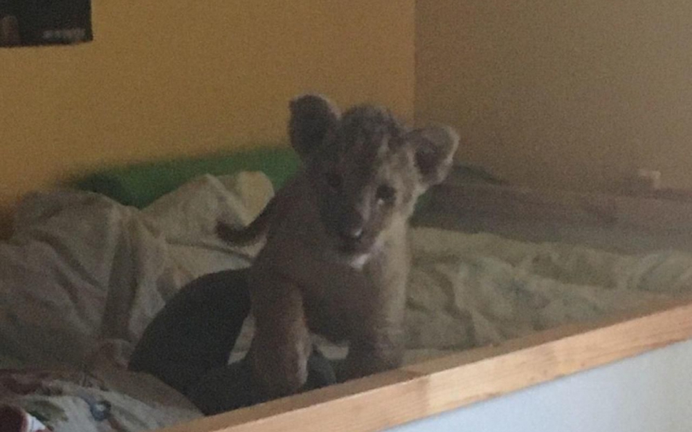 Μωρό λιοντάρι βρέθηκε σε διαμέρισμα στο Παρίσι- Το είχαν μέσα σε παιδικό κρεβάτι! (ΦΩΤΟ)
