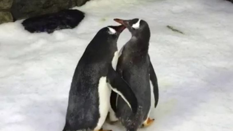 Ομοφυλόφιλοι πιγκουίνοι έγιναν γονείς