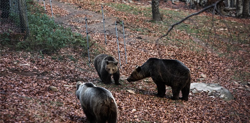 Καστοριά: Αυτοκίνητο παρέσυρε και σκότωσε αρκούδα 390 κιλών