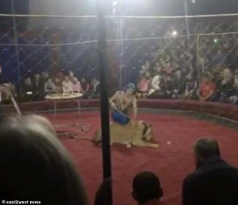 Tρόμος στο τσίρκο: λιοντάρι το σκάει και αρπάζει 4χρονο κοριτσάκι! (ΒΙΝΤΕΟ)