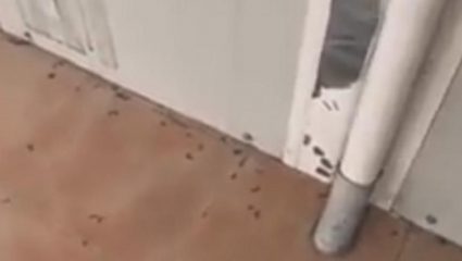 Εικόνες ντροπής σε σχολείο στα Γιαννιτσά: μαθητές και σκουλήκια! (ΒΙΝΤΕΟ) Εικόνες ντροπής σε σχολείο στα Γιαννιτσά: μαθητές και σκουλήκια! (ΒΙΝΤΕΟ)