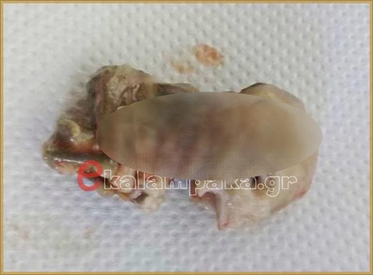 Απίθανο περιστατικό στην Καλαμπάκα, έμβρυο βρέθηκε σε σώμα σκυλίτσας! (ΦΩΤΟ)