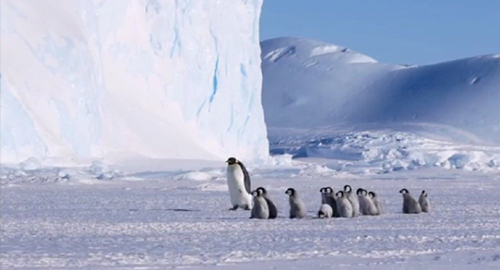 «Τάξη» μικρών πιγκουίνων πάει εκδρομή με τον «δάσκαλο» (ΒΙΝΤΕΟ)