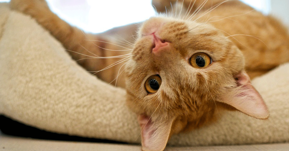 Θα λιώσετε: Γάτα κλαίει γιατί καθαρίζουν κρεμμύδια! (ΒΙΝΤΕΟ)
